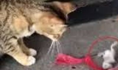 Video: Cú lừa ngoạn mục giả chết của chuột trước mặt mèo 