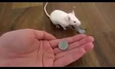 Video: Kinh ngạc với chú chuột thông minh nhất quả đất 