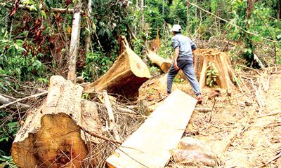 Cận cảnh tình trạng chặt phá rừng đầu nguồn ở miền Tây xứ Nghệ