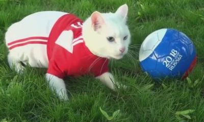 Kỳ lạ chú mèo khiếm thính tiên tri dự đoán kết quả World Cup ở Nga