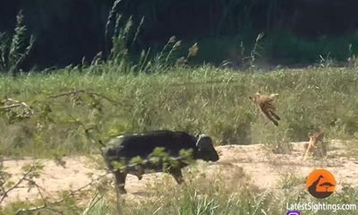 Video: Trâu rừng dũng cảm húc bay sư tử để cứu kỳ đà