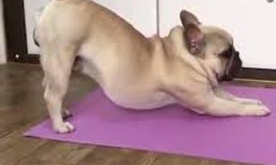 Video: Phì cười với chú chó tập Yoga để rèn luyện sức khỏe 
