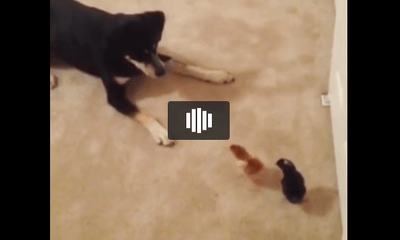 Video: Siêu hài hước với chú chó chân ngắn