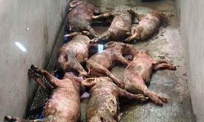 Hà Tĩnh: 13 con lợn bị kẻ xấu đâm chết giữa đêm