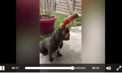 Video: Chú chó biểu diễn ảo thuật khiến người xem không nhịn nổi cười 