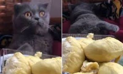 Video: Tò mò ngửi mùi sầu riêng, chú mèo lăn quay ngất xỉu