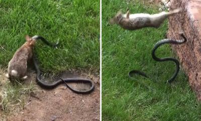 Video: Thỏ mẹ điên cuồng trả thù rắn hổ mang giết con