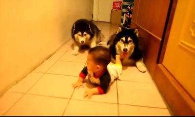 Video: Hai chú chó ngộ nghĩnh tập bò theo em bé siêu đáng yêu