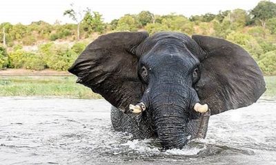 Video: Con voi nổi điên tấn công thuyền của du khách