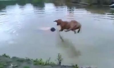 Video: Chú chó dũng cảm lao ra cứu chủ chới với giữa dòng nước 