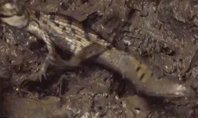 Video: Cá sấu bị trăn khổng lồ nuốt chửng