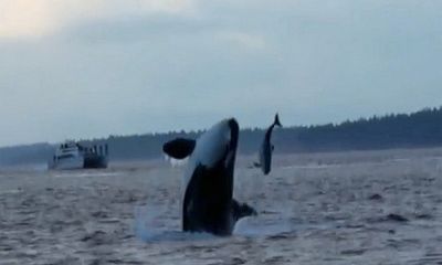 Video: Cá voi sát thủ truy đuổi, hất văng cá heo cảng ngoài khơi Canada