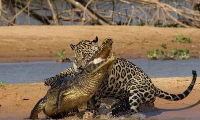 Video: Báo đốm khiến cá sấu caiman tê liệt nằm chờ tử thần