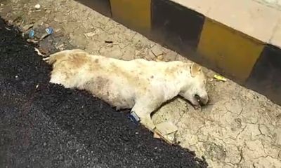 Người dân phẫn nộ vì chú chó bị chôn sống trong nhựa đường