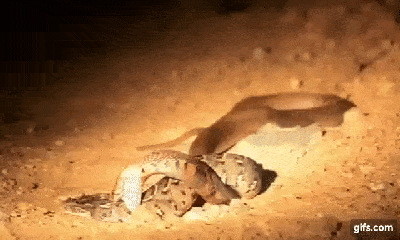 Clip: Hổ mang phun độc kịch chiến nảy lửa với rắn phì Châu Phi
