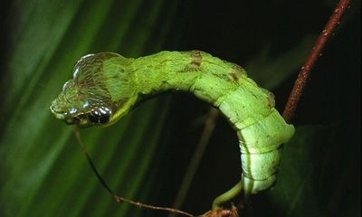  Video: Sâu bướm giả rắn khiến kẻ thù khiếp sợ 