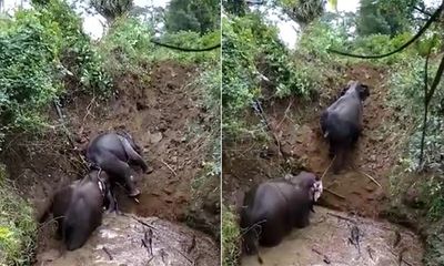 Video: Cảm động con voi giúp đồng loại thoát khỏi hố sâu 6 mét