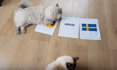 Video: “Cặp đôi tiên tri” mèo dự đoán đội tuyển Đức thắng Thụy Điển