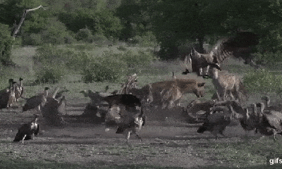 Clip: Bầy linh cẩu hỗn chiến với kền kền để tranh giành 