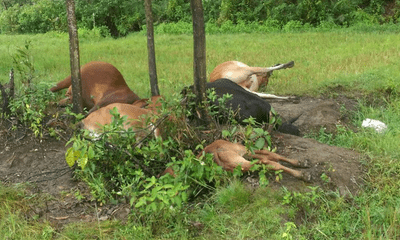Tin tức thời sự 24h mới nhất ngày 28/6/2018: 5 con bò đồng loạt bị sét đánh chết trên cánh đồng