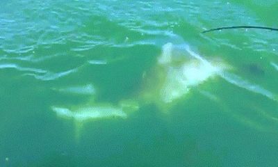 Video: Cá mập cắn đứt đuôi đồng loại, ngấu nghiến ngon lành