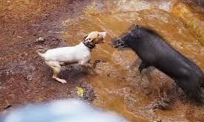 Video: Cận cảnh 'đấu trường' tàn bạo giữa lợn rừng và chó Pitbull 