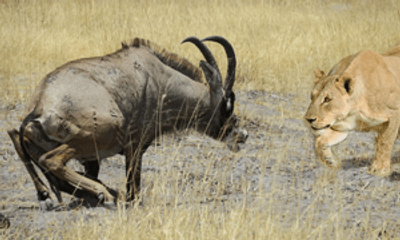 Video: Trận hỗn chiến kinh hoàng giữa linh dương và 2 con sư tử cái