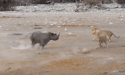 Video: Tê giác vác bụng bầu hỗn chiến với 3 con sư tử