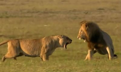 Video: Sư tử già nhận kết đắng khi bon chen vào lãnh thổ của 4 sư tử trẻ