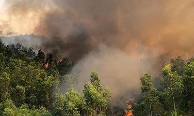 Thanh Hóa: Cháy rừng dữ dội, huy động gần 300 người dập lửa 