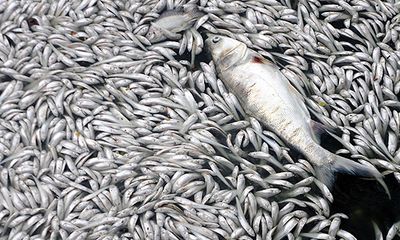 Tình trạng cá chết ở Hồ Tây chưa có dấu hiệu chấm dứt