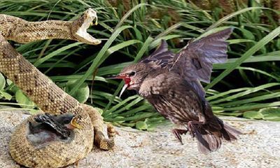 Video: Chim mẹ điên cuồng tấn công rắn kịch độc để cứu con