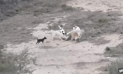 Video: Chó sói đơn độc bị đàn chó nhà bao vây, tấn công