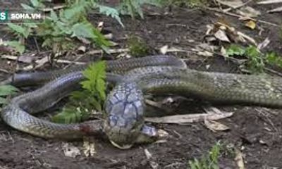 Video: Cuộc chiến khốc liệt giữa 2 con rắn hổ mang cực độc