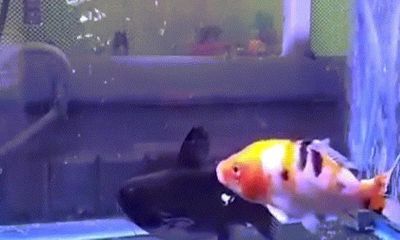 Video: Đang bơi tung tăng trong bể, cá vàng bị cá mèo nuốt chửng