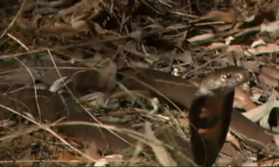 Video: Rắn hổ mang bị đàn cầy mangut 