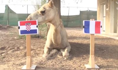 Dự đoán chung kết World cup 2018 Pháp – Croatia gây sốc của các “nhà tiên tri”