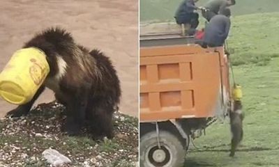Video: Gấu suýt mất mạng vì kẹt đầu vào xô