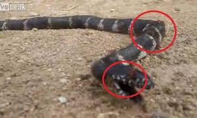 Video: Bầy kiến hợp lực tiễn rắn về cõi chết