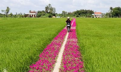 Ngắm con đường ngập tràn sắc hoa mười giờ lãng mạn nhất Tiền Giang