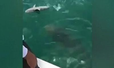 Video: Cá mú khổng lồ nuối tiếc nhả cá mập đã cắn câu