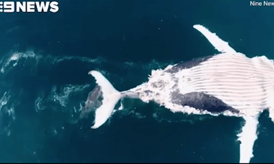 Video: Cận cảnh bầy cá mập xé xác cá voi dài 12m