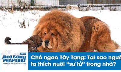 Chó ngao Tây Tạng cắn chết bé gái: Tại sao nhiều người thích nuôi “sư tử” trong nhà?