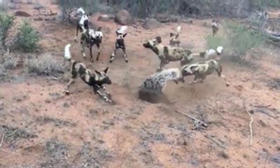 Video: Trận chiến sinh tử giữa linh cẩu và đàn chó hoang châu Phi