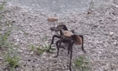 Video: Ong bắp cày chích độc hạ gục nhện tarantula