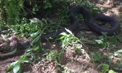Video: Kinh hãi rắn hổ mang chúa dài 5m xơi tái trăn khủng trong tích tắc