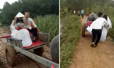 Video: Chú rể Nghệ An đón cô dâu về dinh bằng xe trâu