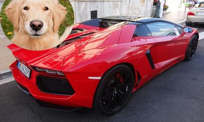 Chú chó gây tai nạn cho siêu xe Lamborghini triệu đô và cái kết bất ngờ