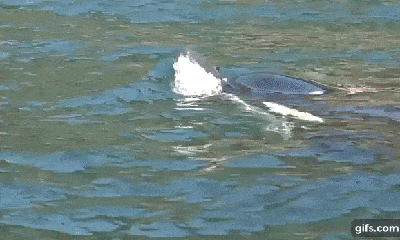 Video: Cảm động cá voi sát thủ đẩy xác con bơi qua đại dương