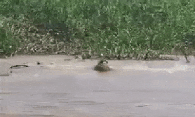 Video: Bị mù một mắt, báo đốm vẫn liều mình tử chiến với cá sấu